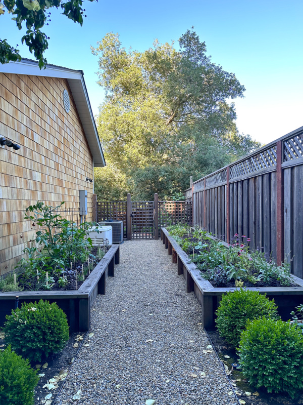 Newly planted edible garden in raised beds.