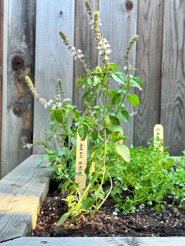 Herb growing in raised bed.
