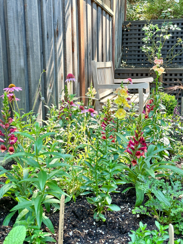 Raised bed flower garden and teak garden bench.