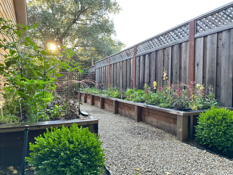 Raised bed vegetable garden with sun coming up in the distance.