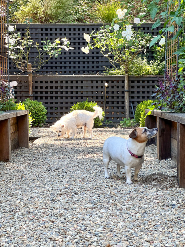 Two dogs wandering in garden path.