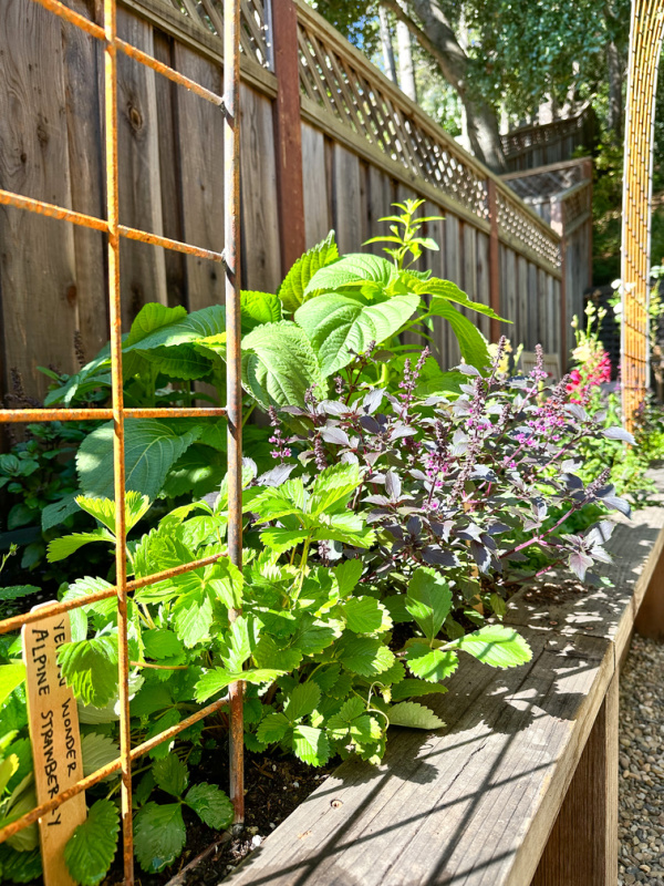 Raised bed garden.