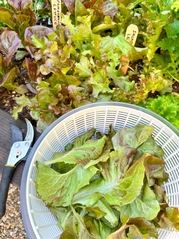 Harvested lettuce.
