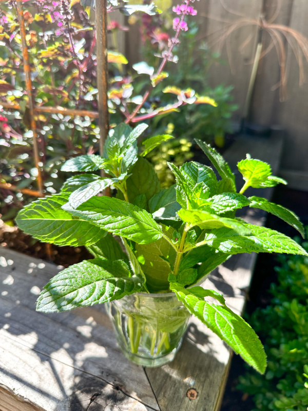 Harvest mint sprigs in water glass.