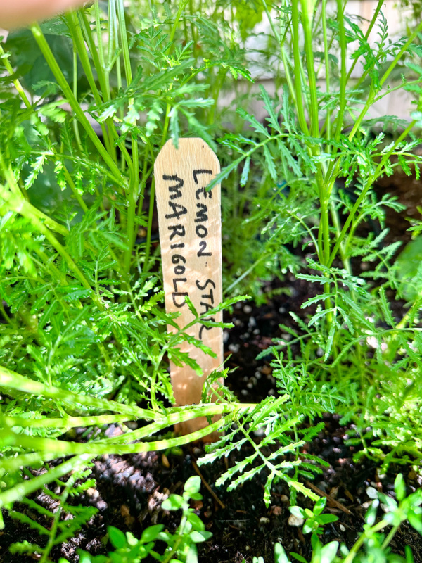 Lemon Star Marigolds in garden.