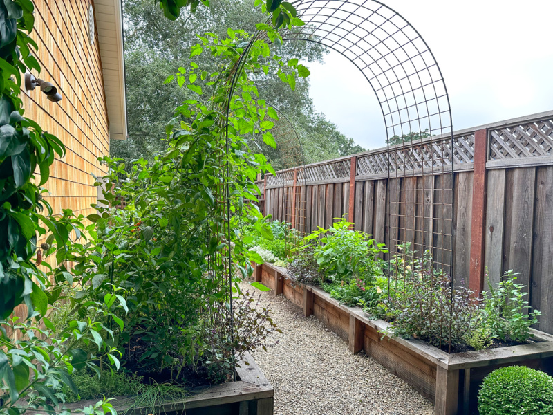 Raised bed garden and trellis with tomato plants growing up the sides.