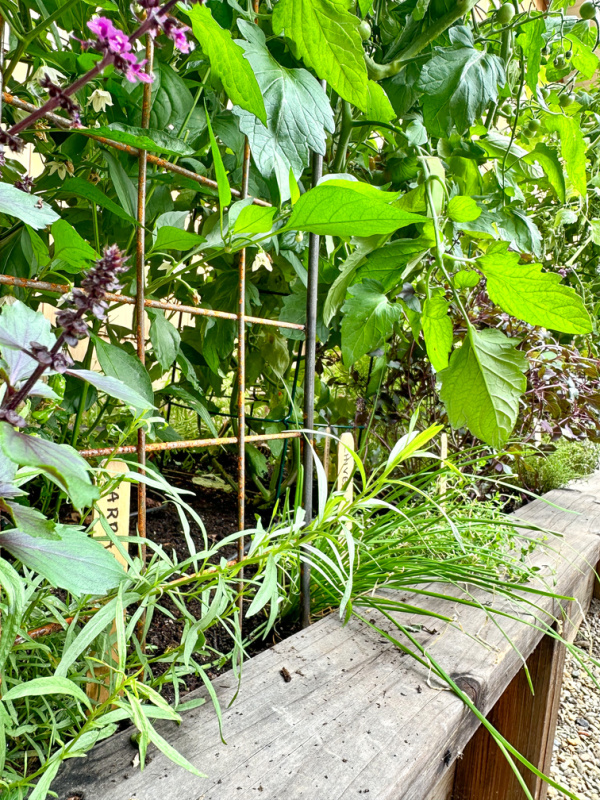 Raised bed garden trellis with herbs.