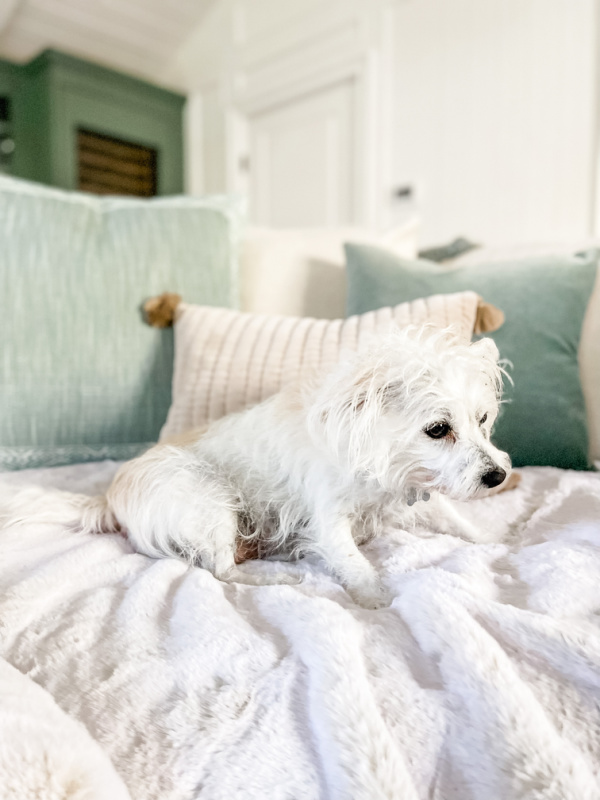 White dog on faux fur throw on sofa.