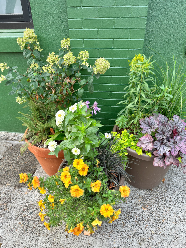 Flower pots on the sidewalk in McMinnville, Oregon.