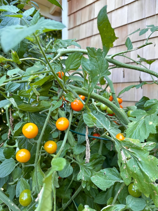 Cherry tomatoes on the vine.