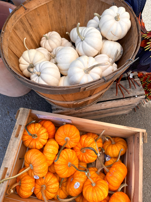 Bushels of small pumpkins at Orchard Nursery.