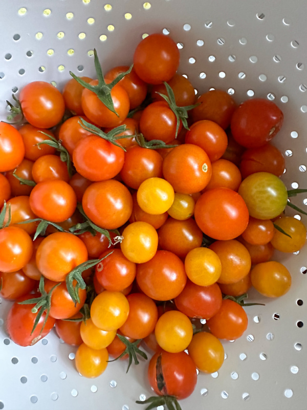 Cherry tomatoes in colander.