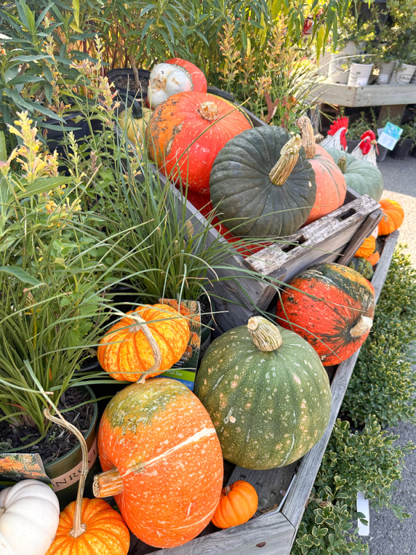Fall pumpkins at Orchard Nursery in Lafayette.