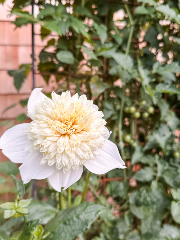 White dahlia in garden.