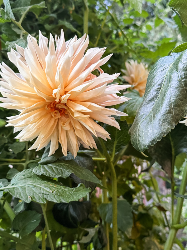 Cafe au Lait dahlia in garden.