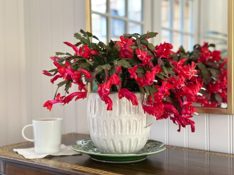 Bright pink Christmas cactus and mug of cocoa on table top.