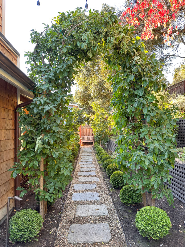 Dogwood trees woven together to form an arch.