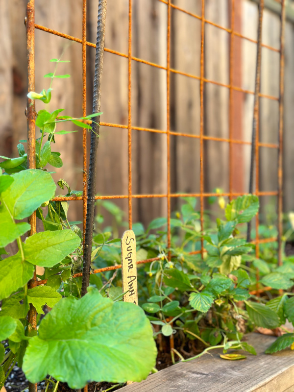 Sugar peas in raised bed garden training up trellis.