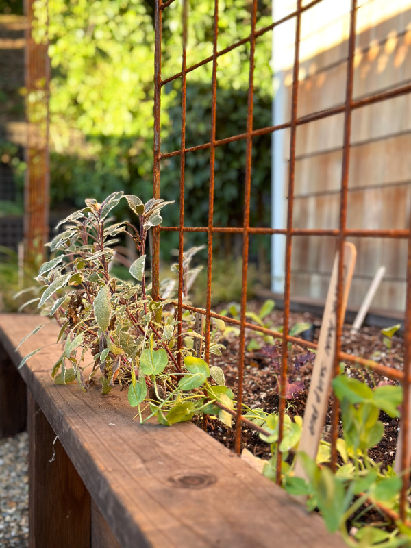 Raised bed garden with plants around trellis.