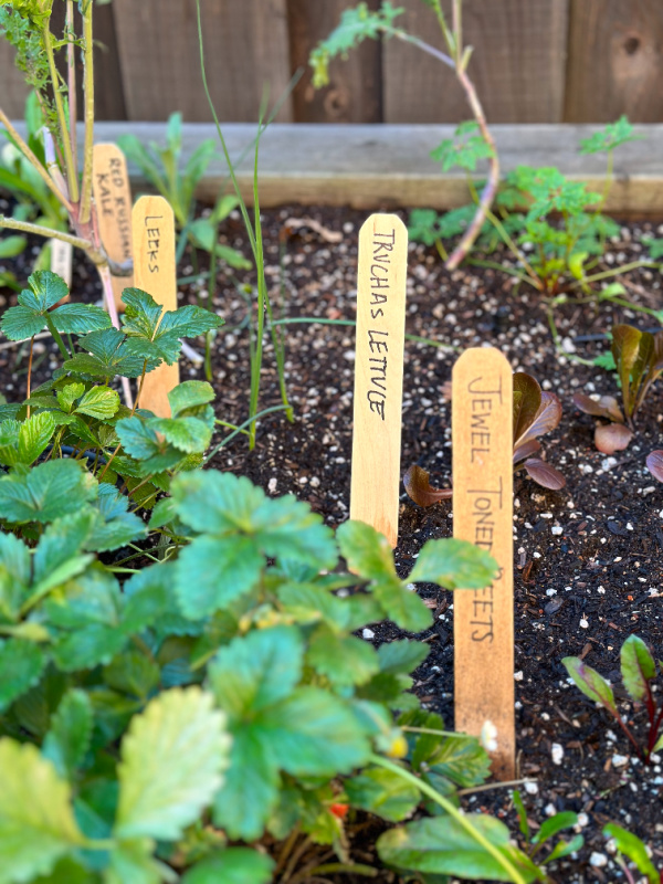 Edible raised bed garden.