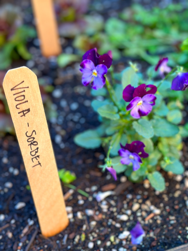 Edible flowers planted in raised bed garden.