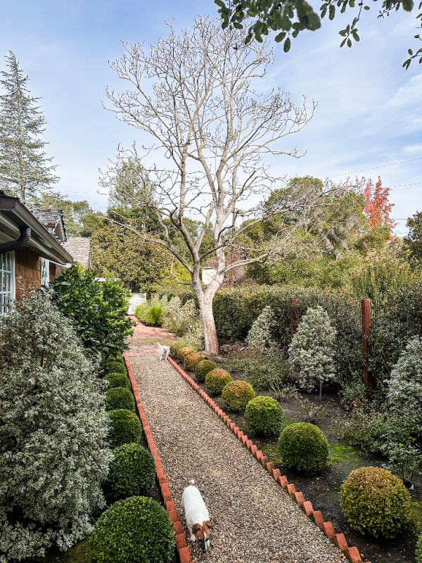 Dead magnolia tree in front yard.
