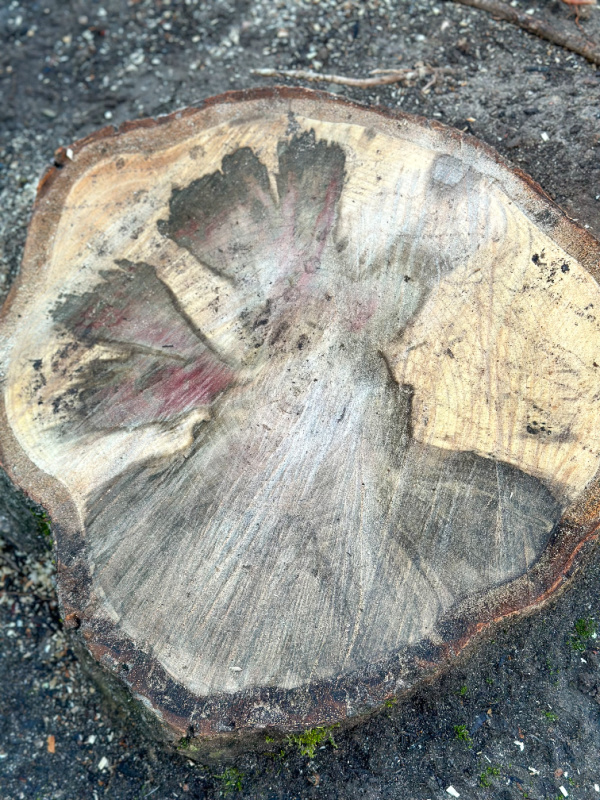 Magnolia Tree stump up close.
