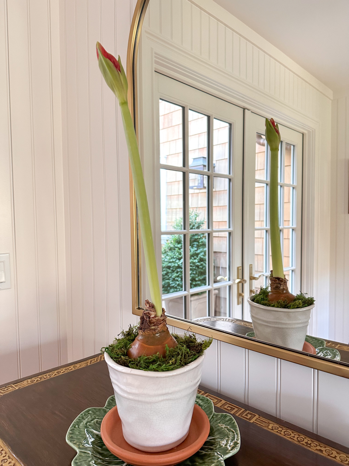 Late blooming amaryllis.