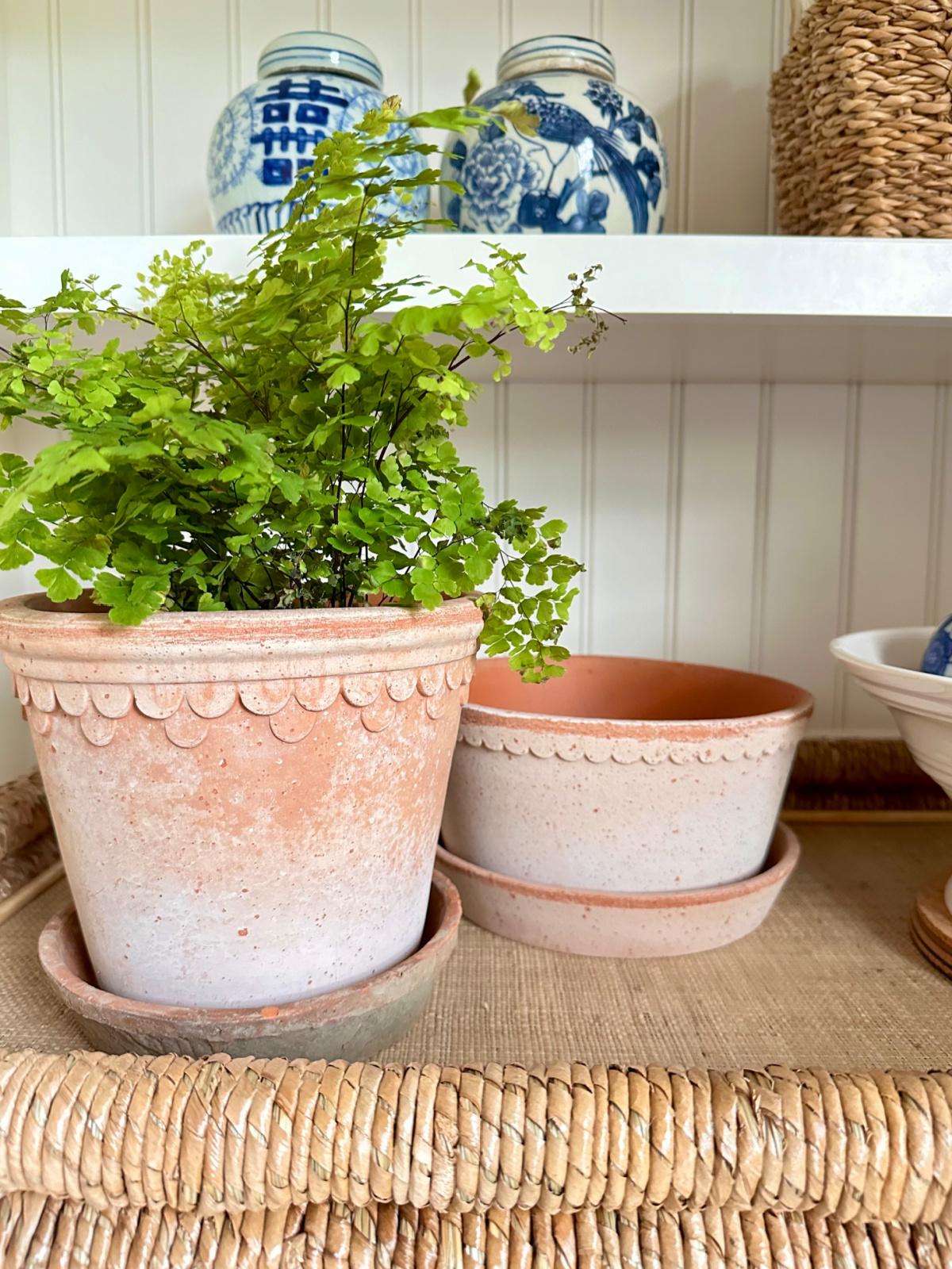 Terra cotta pots, one filled with Maidenhair Fern.