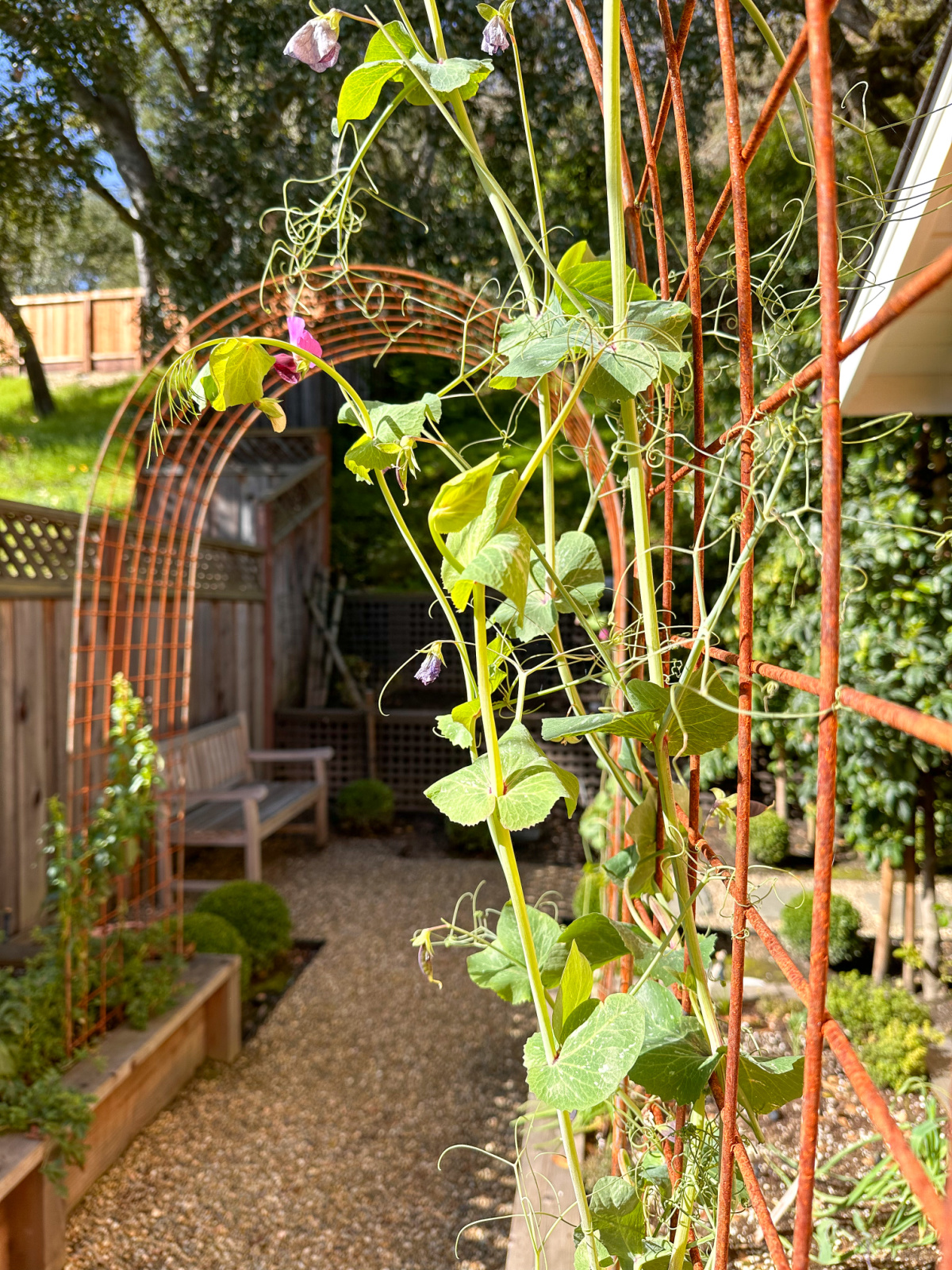 Raised bed garden and trellis.