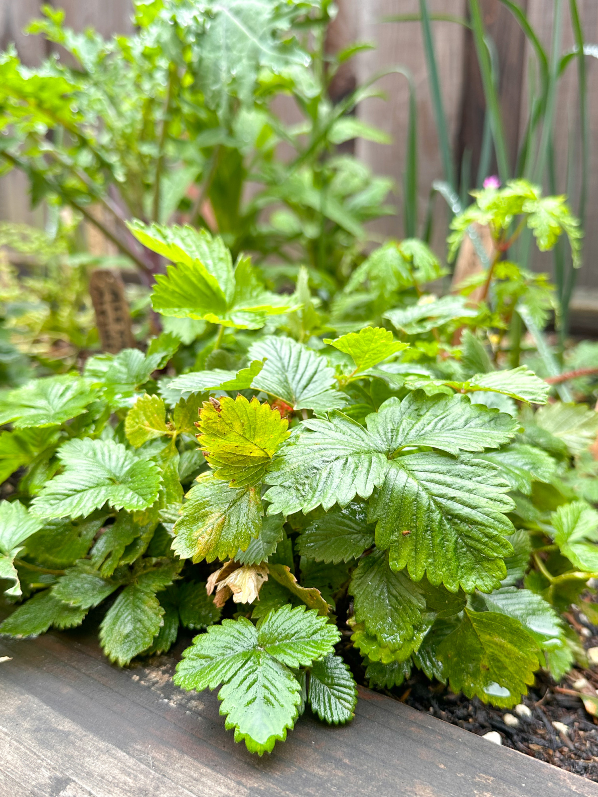 Strawberry Plant