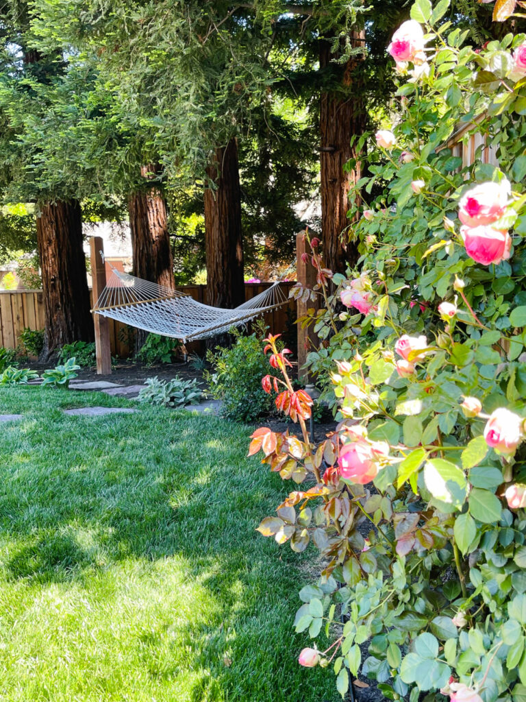 Beautiful green garden with pink roses and a hammock.