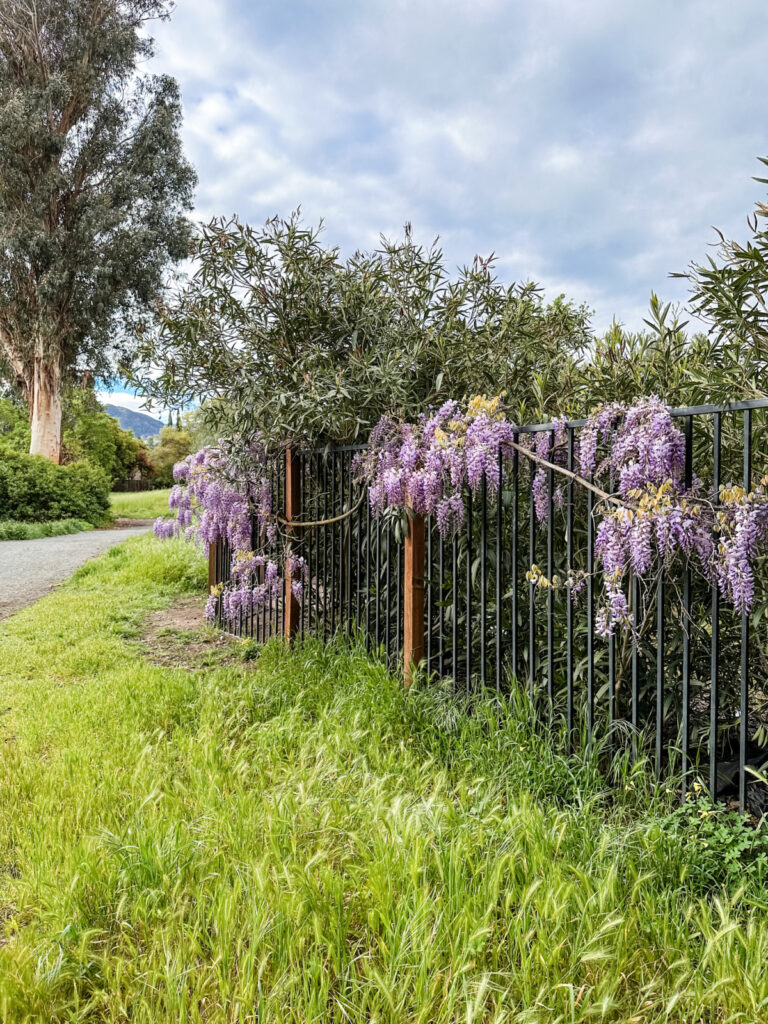 Wisteria blooming on bench in field.