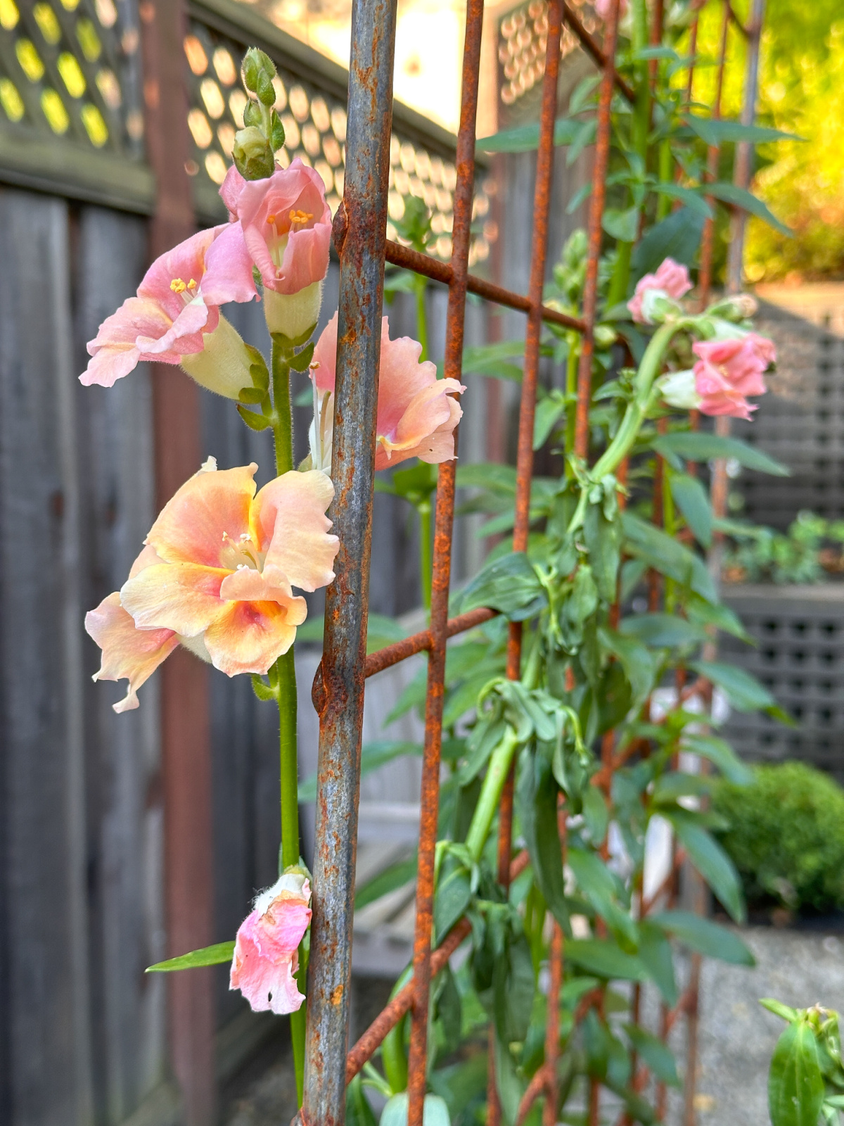 Snapdragons on a garden trellis.
