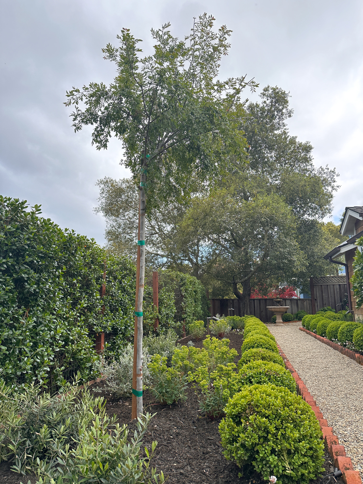 Front yard garden anchored by Chinese Elm tree.