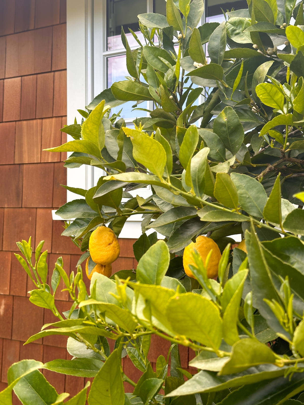 Limon bush in front of shingled house.