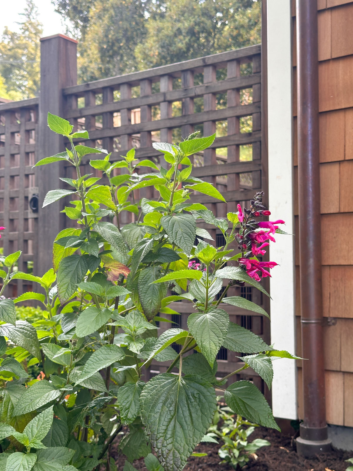 Pink flower in residential garden.