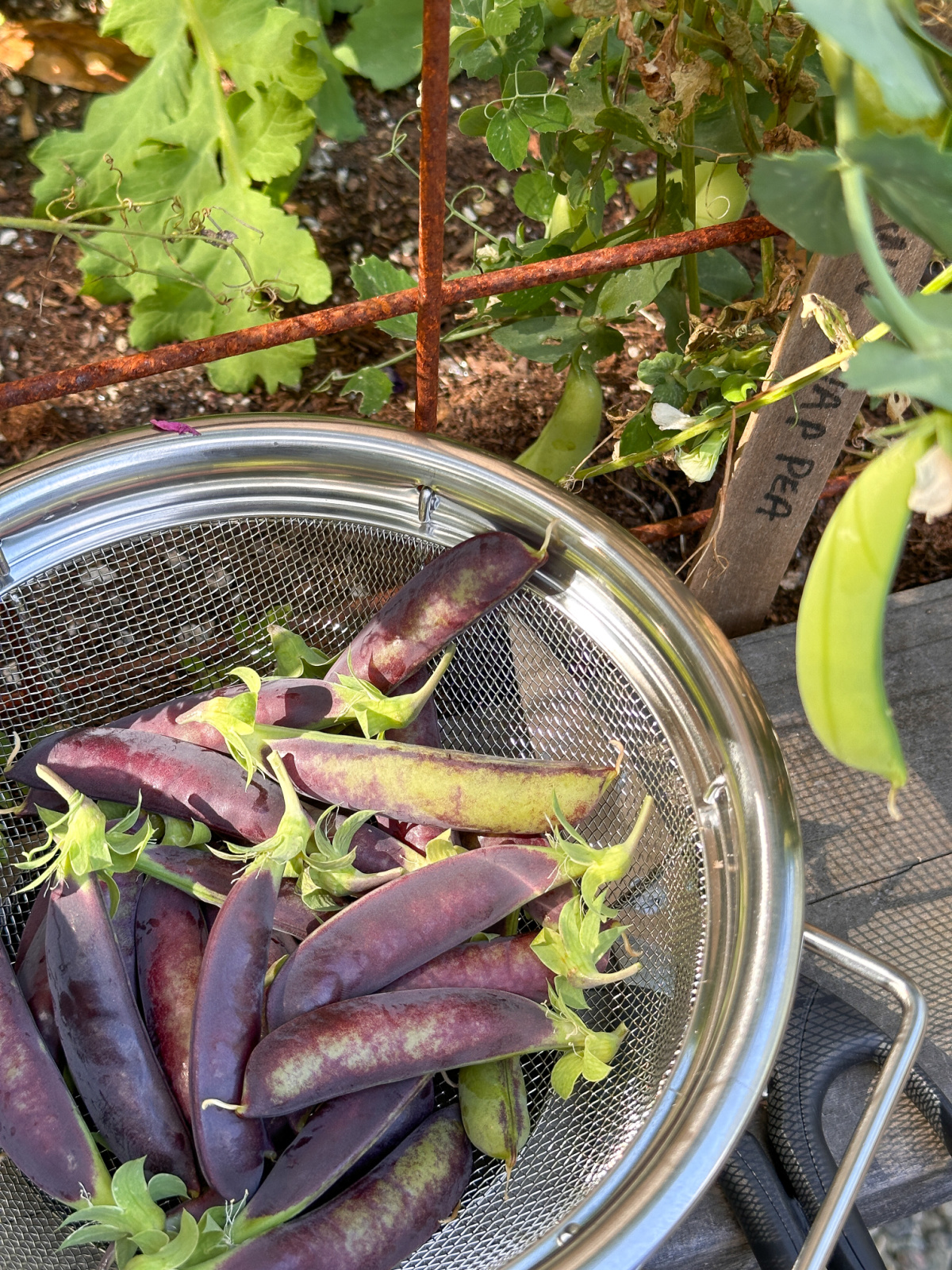 Collander of snap peas sitting on raised bed next to vine.