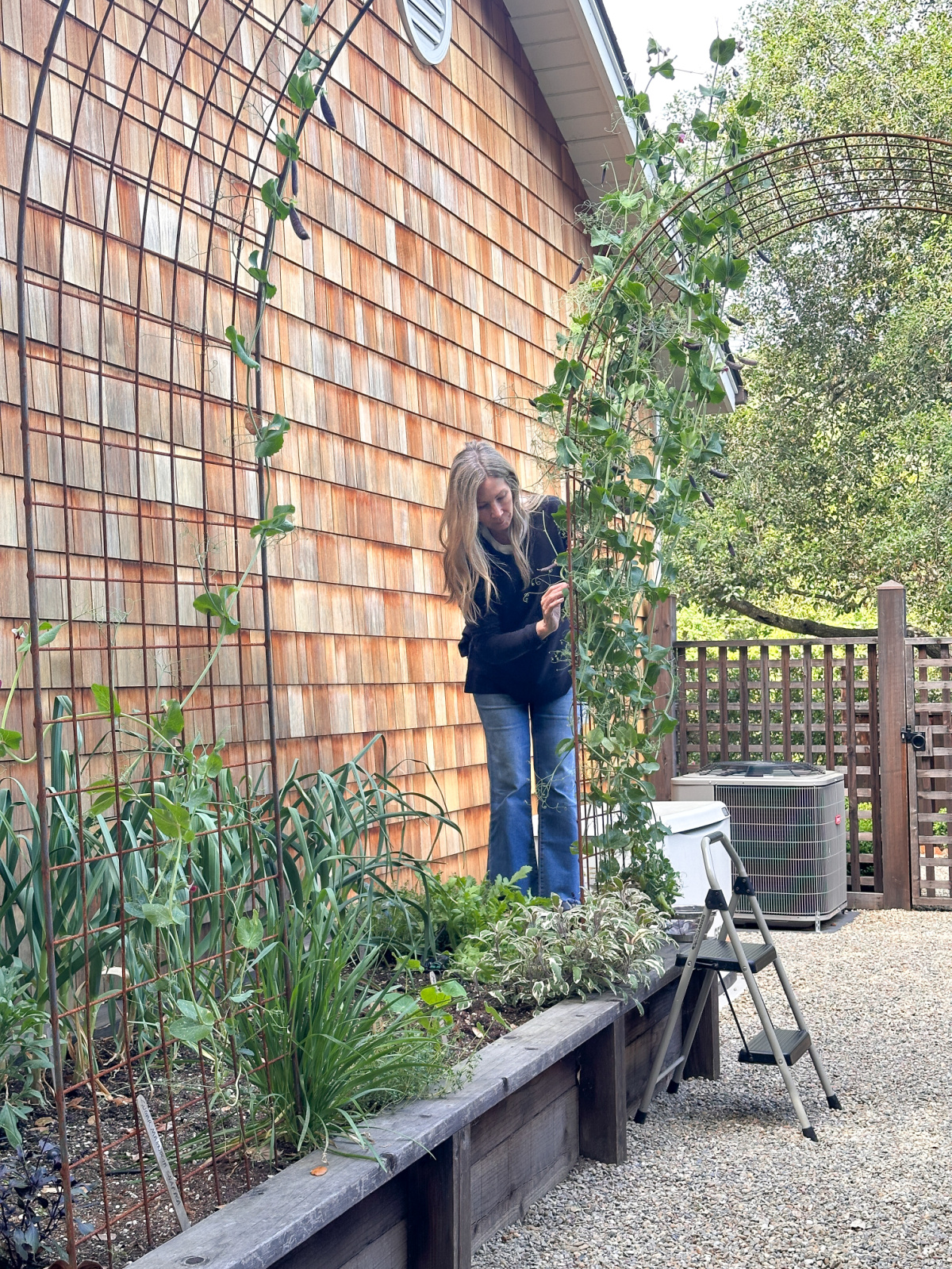 Woman standing on raised bed harvesting snap peas.