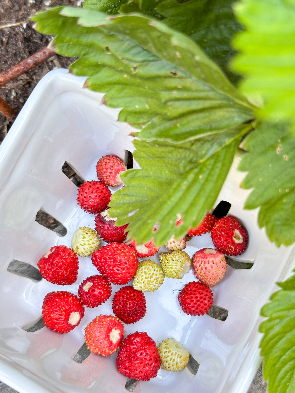 Little strawberries.