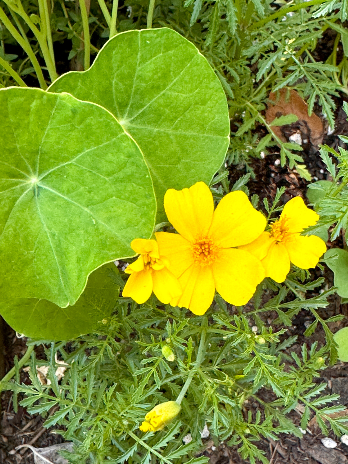 Yellow Flowers