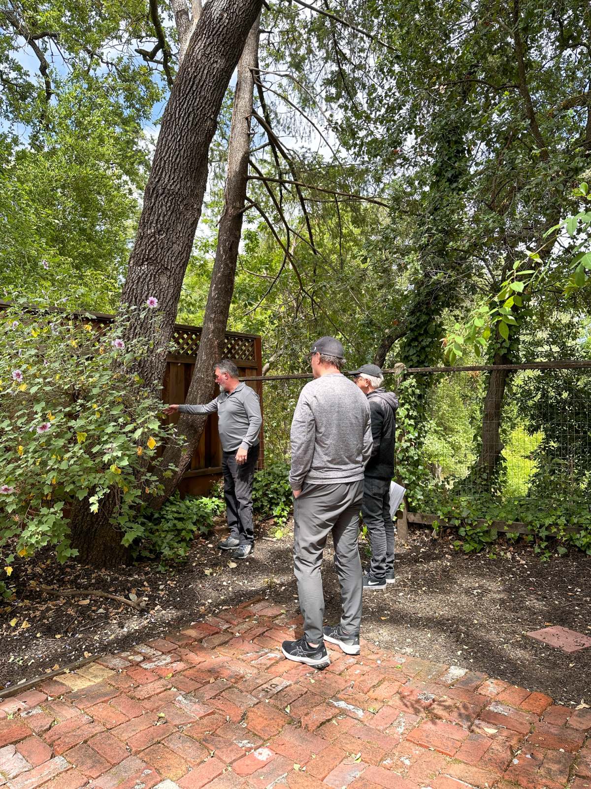 Three men in backyard looking at trees.