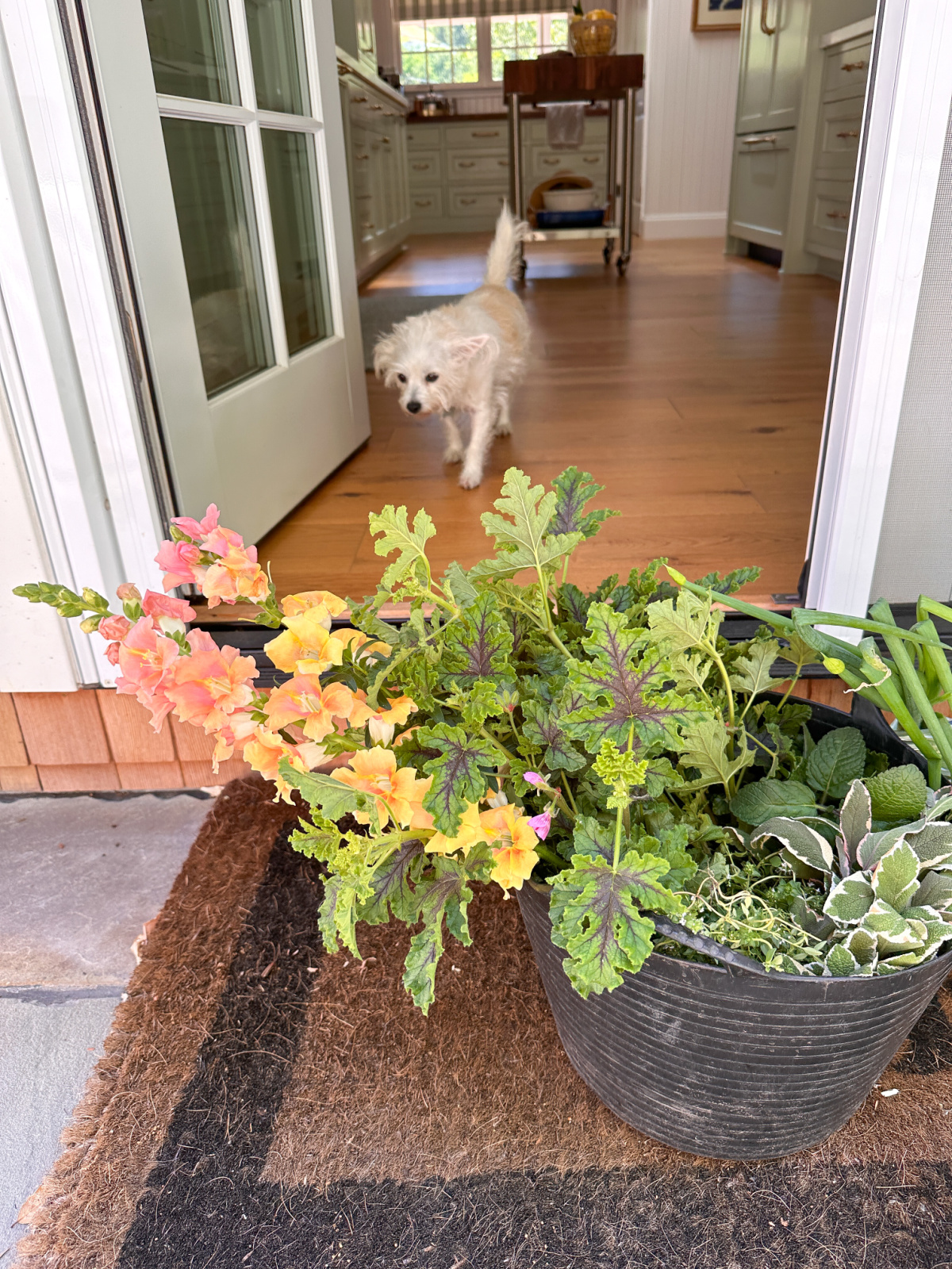 Little white dog walking out of kitchen and bucket of flowers and greenery on back step.