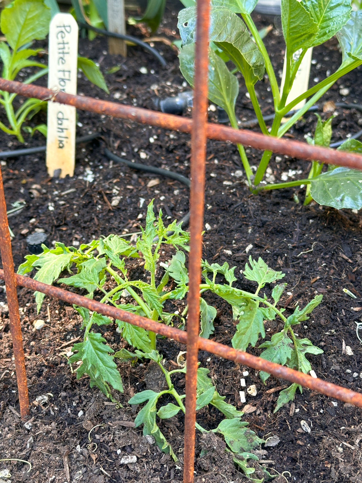 Tomato Plant