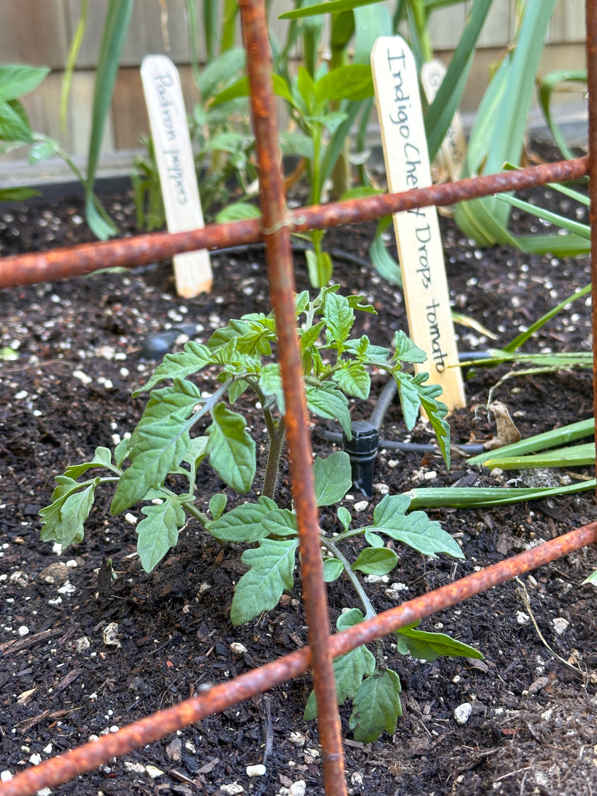 Tomato Plant