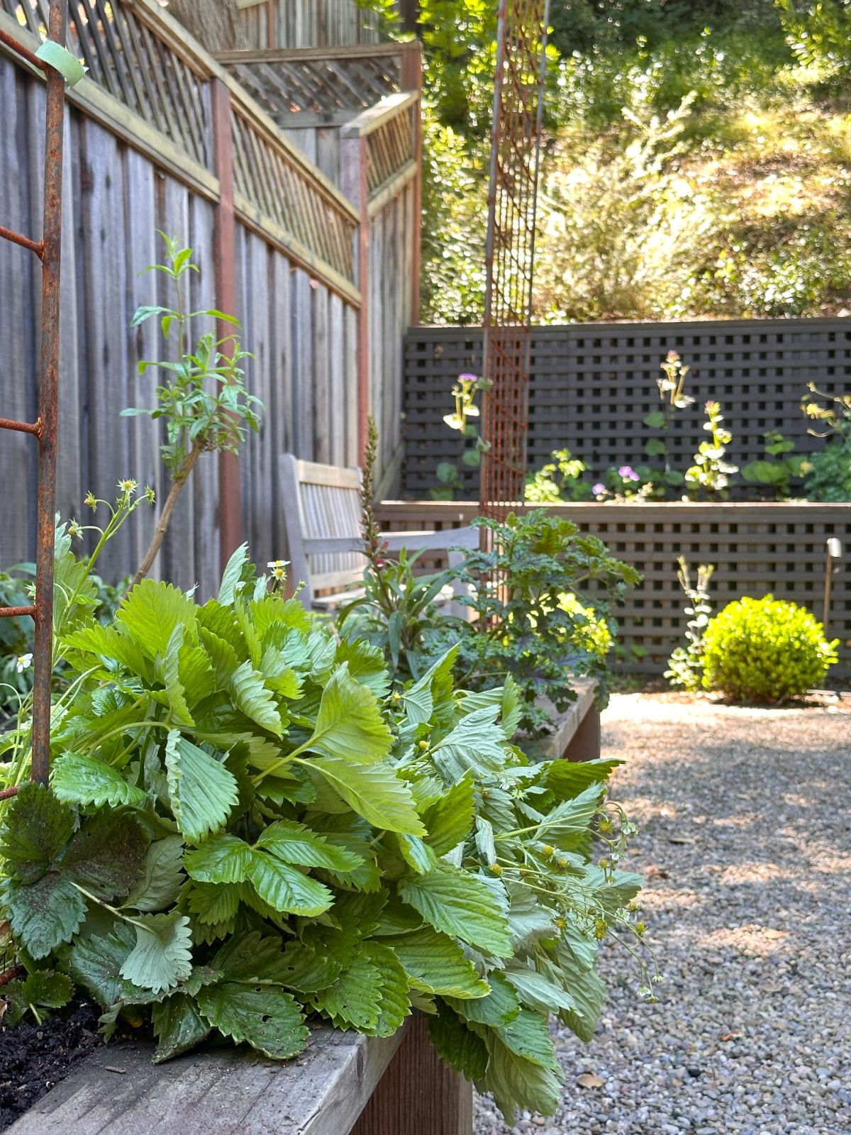 Raised bed garden, gravel path and teak bench.