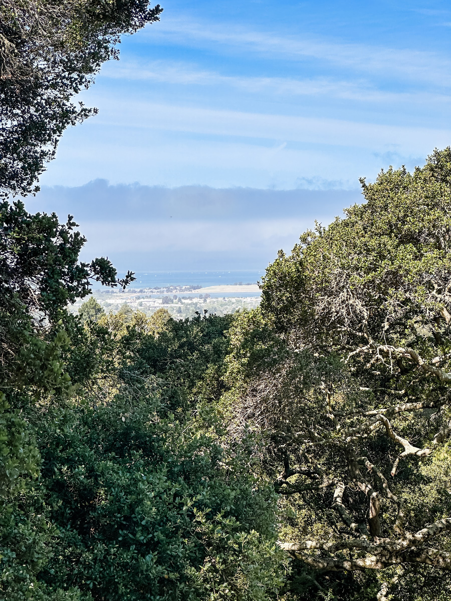 View of San Francisco from Berkeley's Rose Garden.