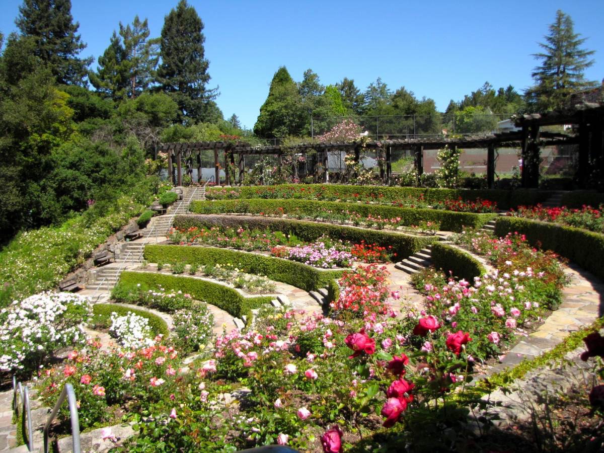 Berkeley Rose Garden.