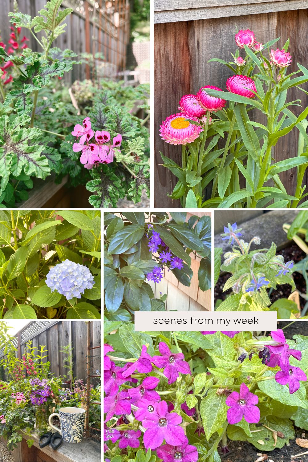 Collage of flowers from garden.