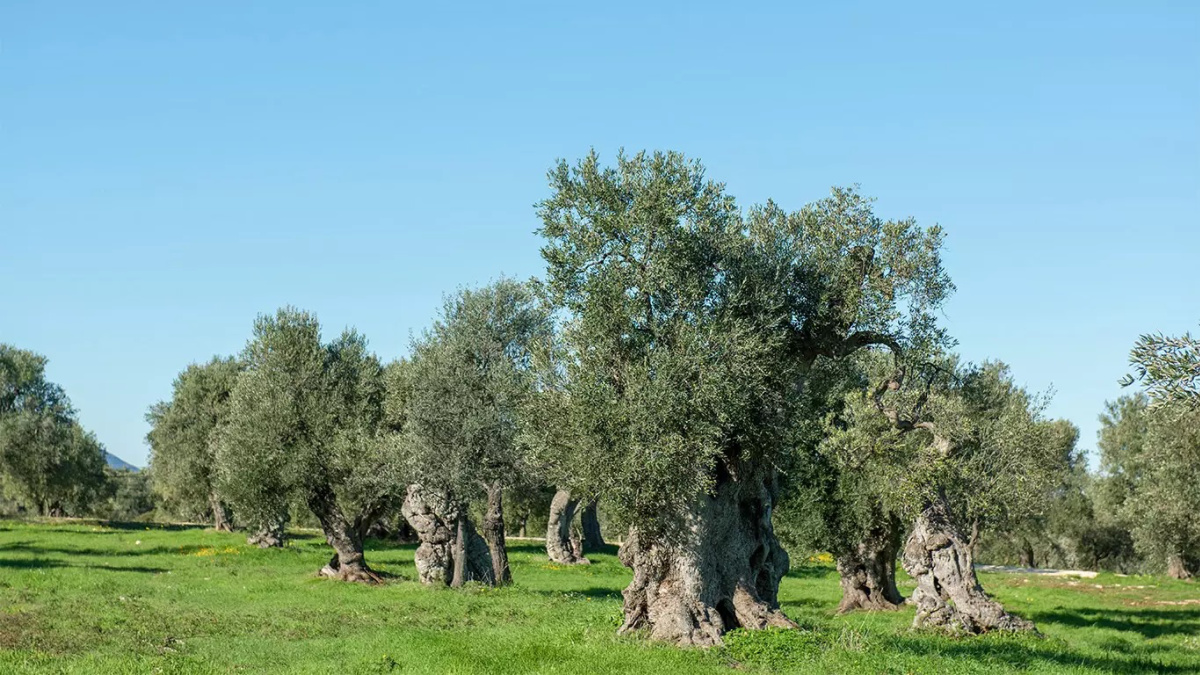 Olive grove in Puglia.